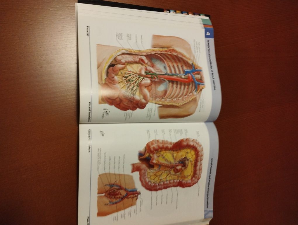 Netter Atlas de Anatomia Humana 5 ed