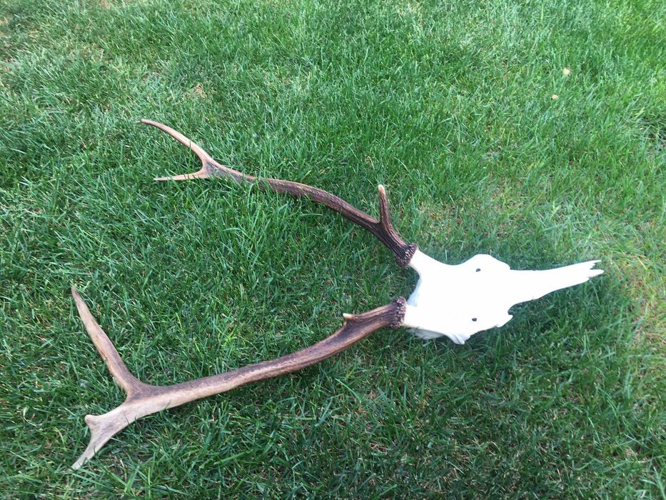 Poroże jelenia wieniec trofeum.