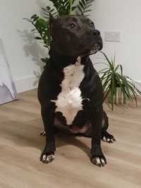 American  Bully SUCZKA