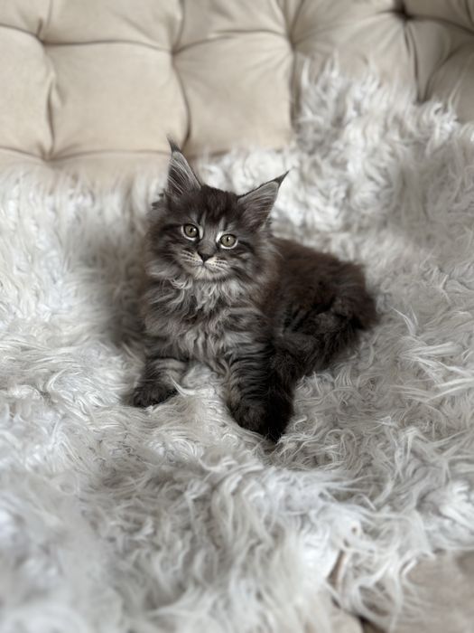 Maine Coon - kotka