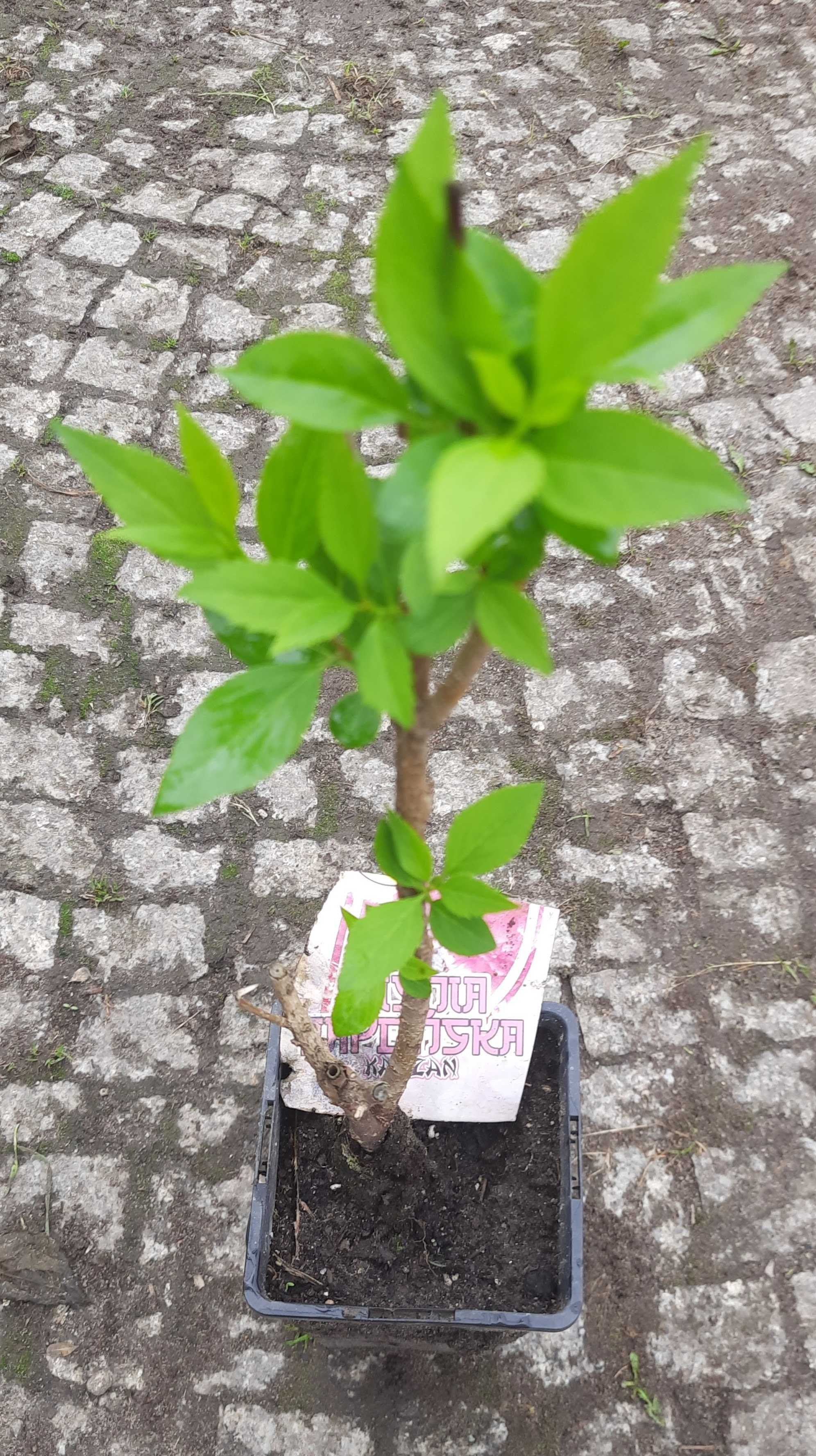 Wiśnia japońska Kanzan, sadzonka w doniczce
