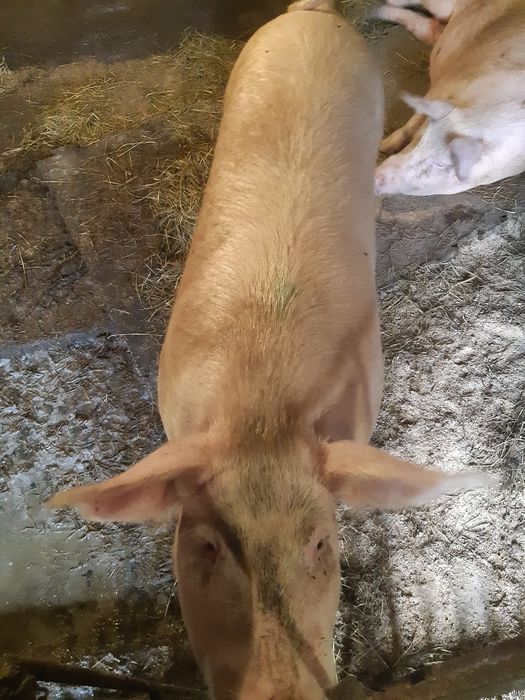 Продам свиней живою вагою