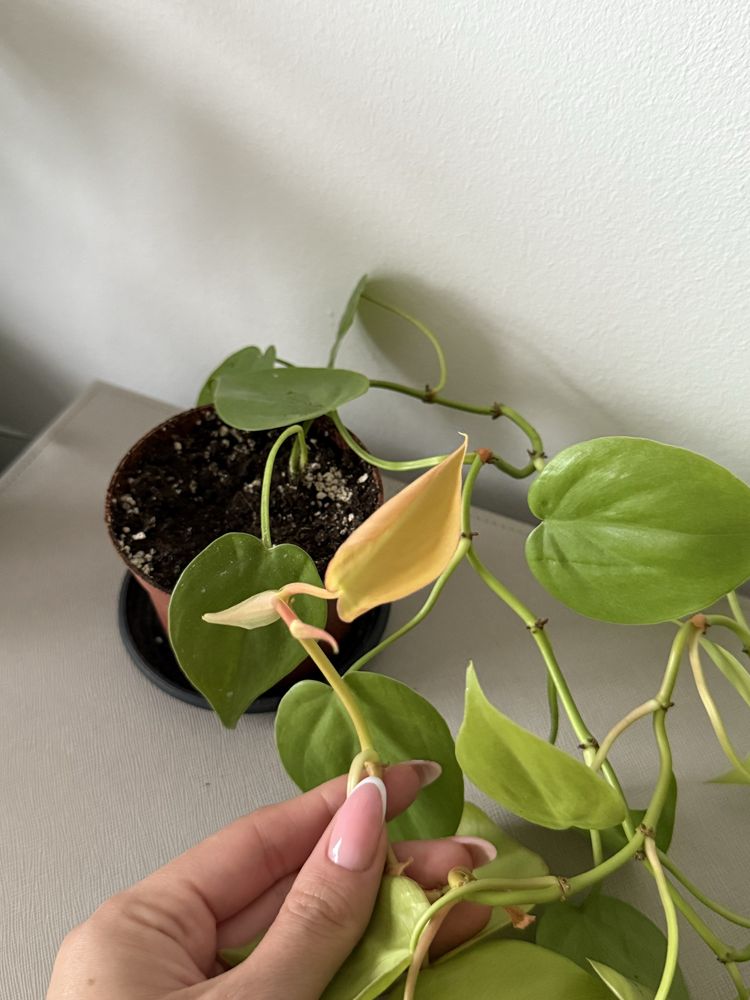 Philodendron neon