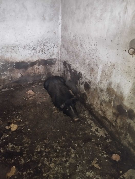 Duas porcas cruzadas óptimas para criação!