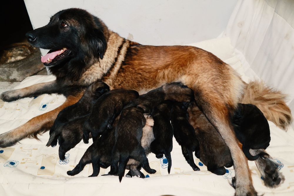 Cachorro, cães Serra da Estrela
