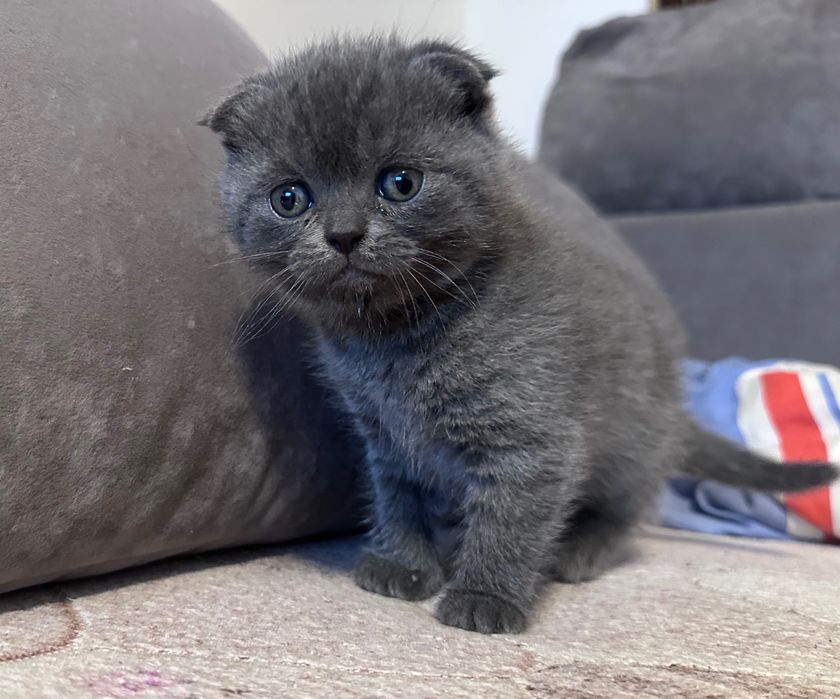 Продам шотландських котиків