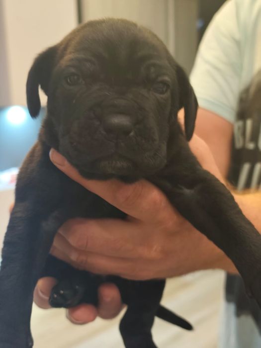 Cane Corso zapraszamy do rezerwacji