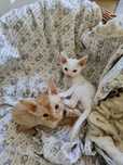 Devon rex kocurki