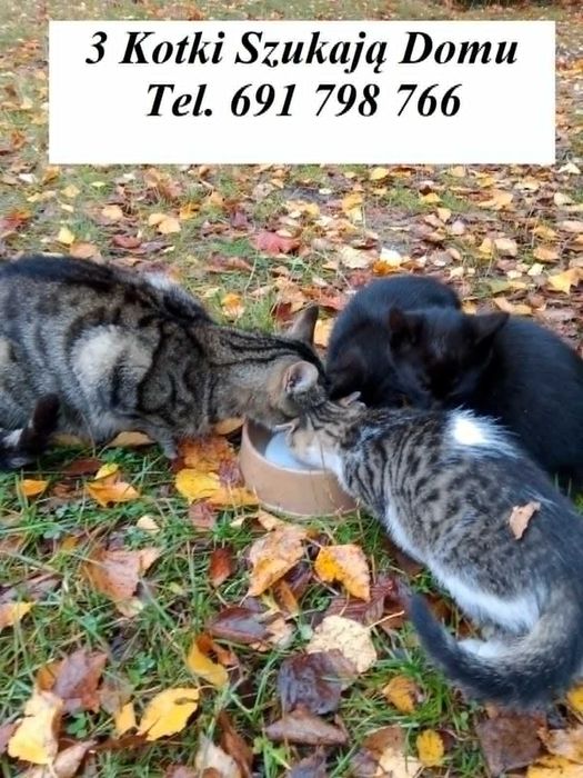 Oddam 3 małe kotki samice
