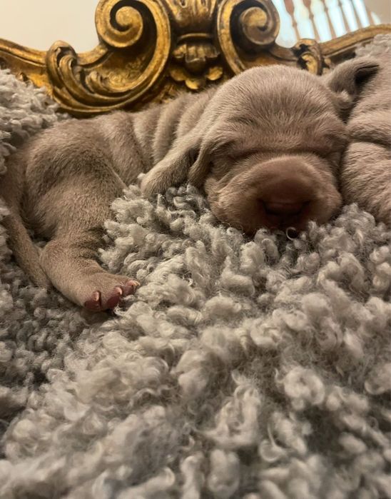 Wyżeł weimarski szczenie