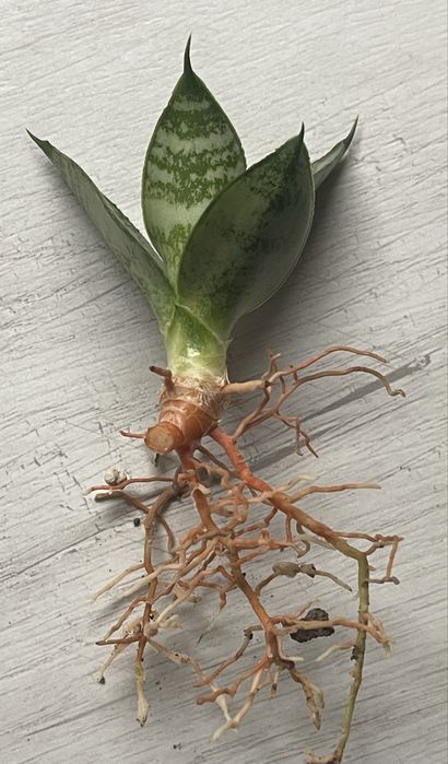 Сансевієрія ханні (сансевикрия)