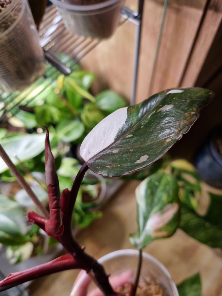 Philodendron Red Anderson roślina kolekcjonerska