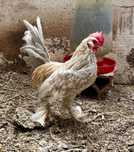 Macho barbu d'uccle