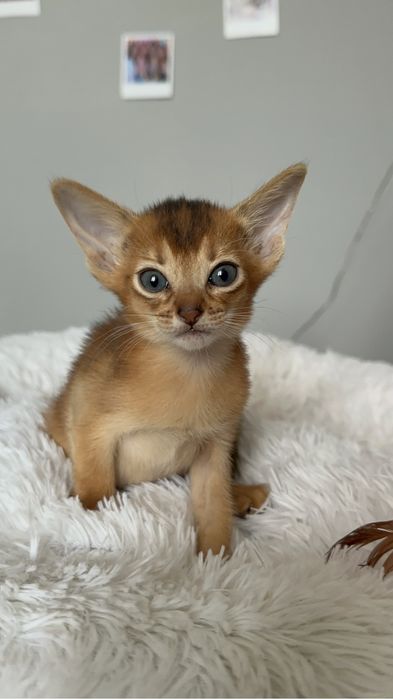 Котики абіссінські дикий , блакитний та сорель окрас