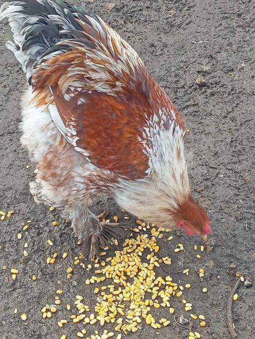 Galo Brahma Splash Disponível para venda ou troca