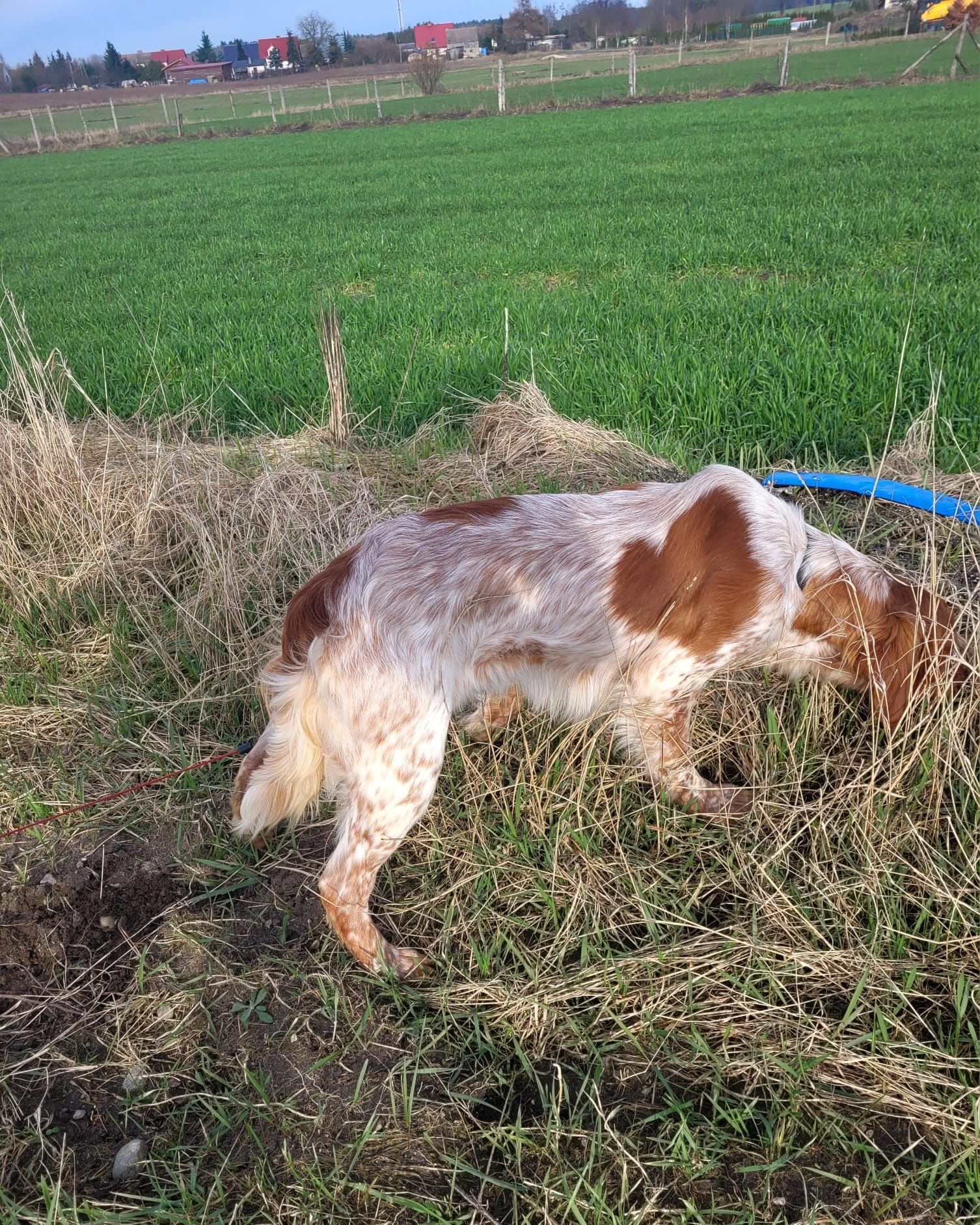 Piesek Spaniel Bretoński (Epagneul Breton)FCI