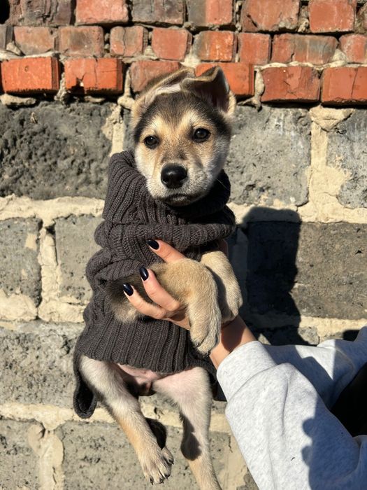 Щенята безкоштовно