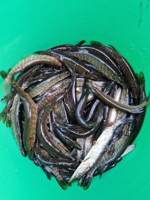 Duży Narybek szczupak 25-35cm już dostępny