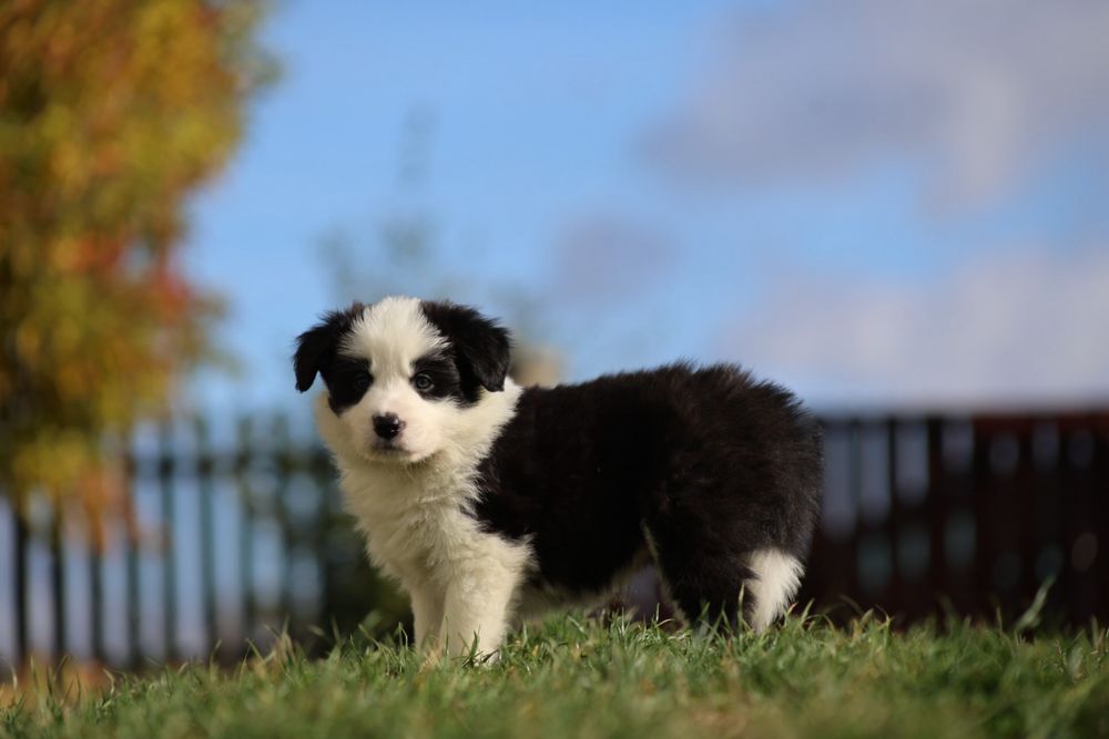 Szczeniak Border Collie ZKwP/FCI  dziewczynka