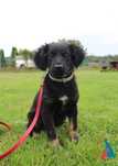Urocza Hana - szczeniak do adopcji