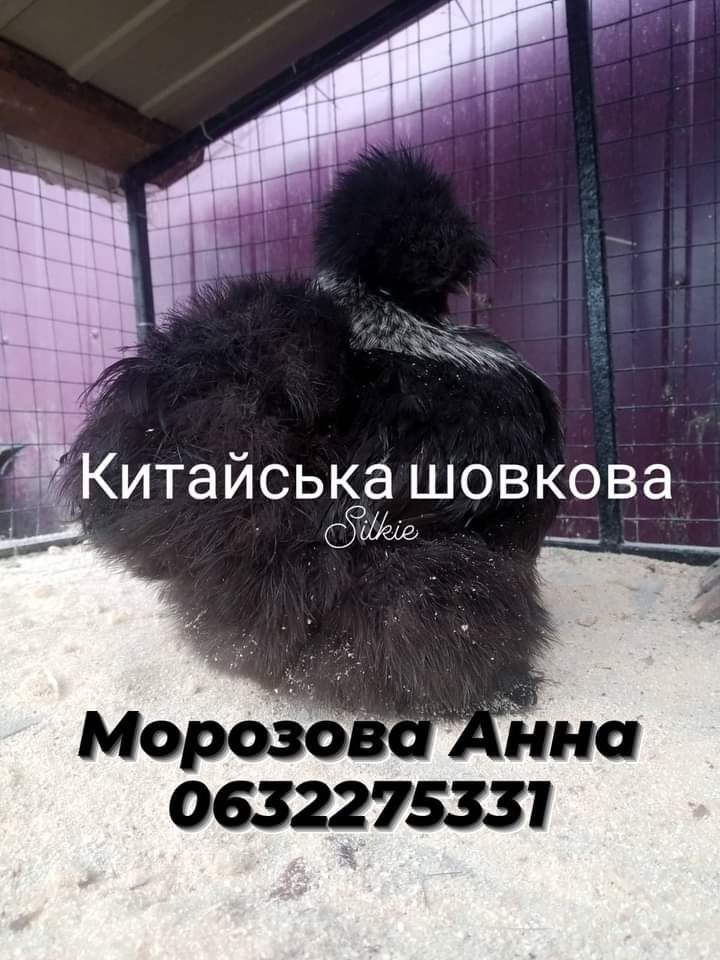 Кури курчата Китайська шовкова silkie інкубаційне Яйце