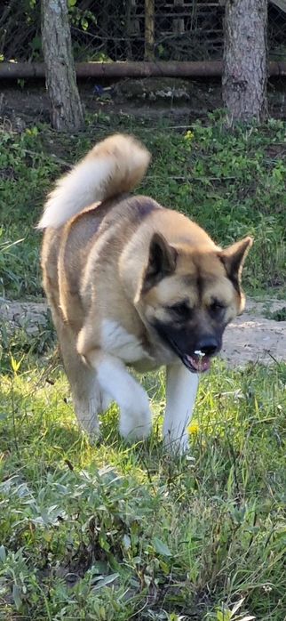 Akita Amerykanska FCI szczenie, piesek