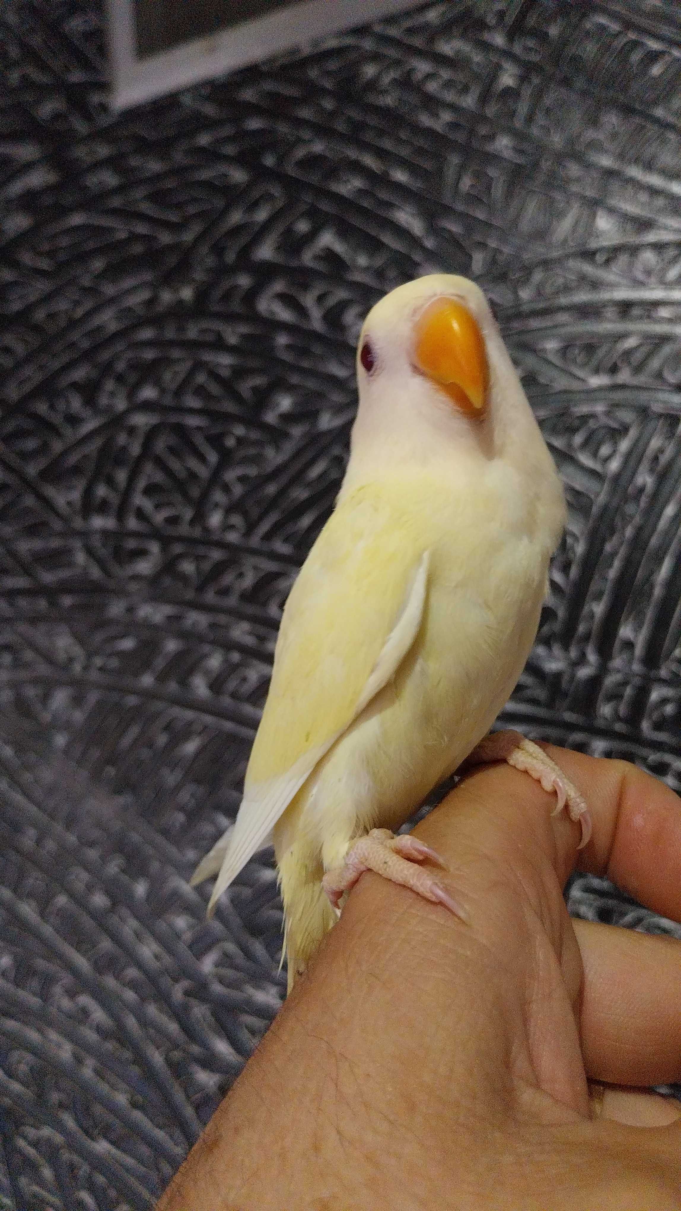 Agapone / agapornis domesticado