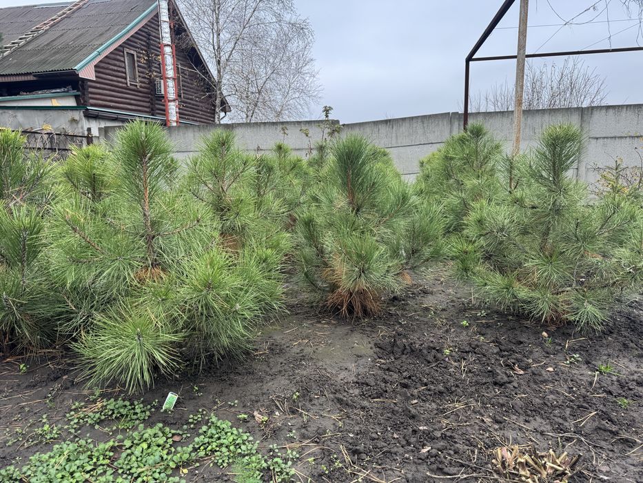 Сосны крымские пинцерованые