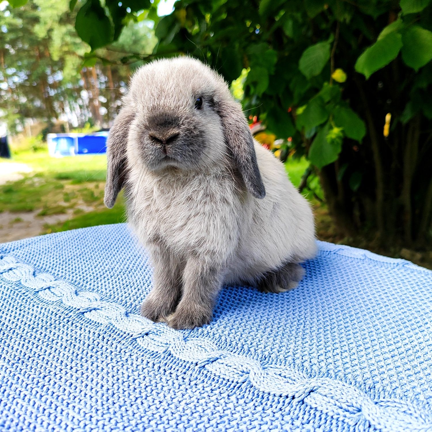 Mini lop rasowy metryka legalna hodowla miniaturka baranek
