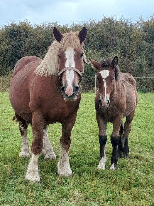 Ogierek zimnokrwisty