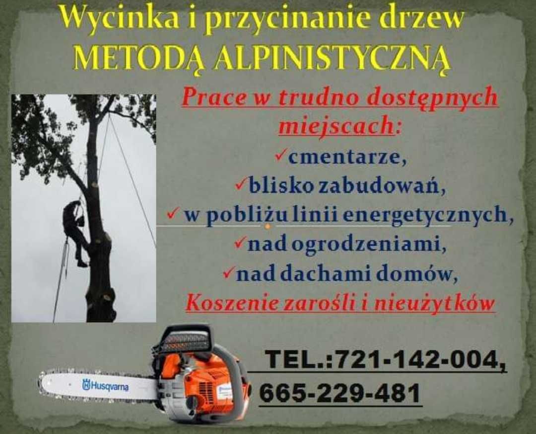 Wycinka i przycinanie drzew metodą alpinistyczną