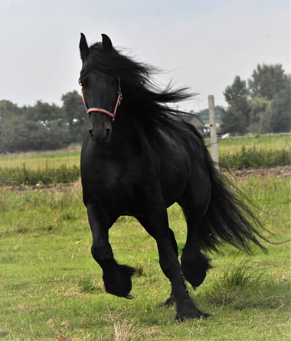 Ogier fryz fryzyjski siodlo zaprzeg