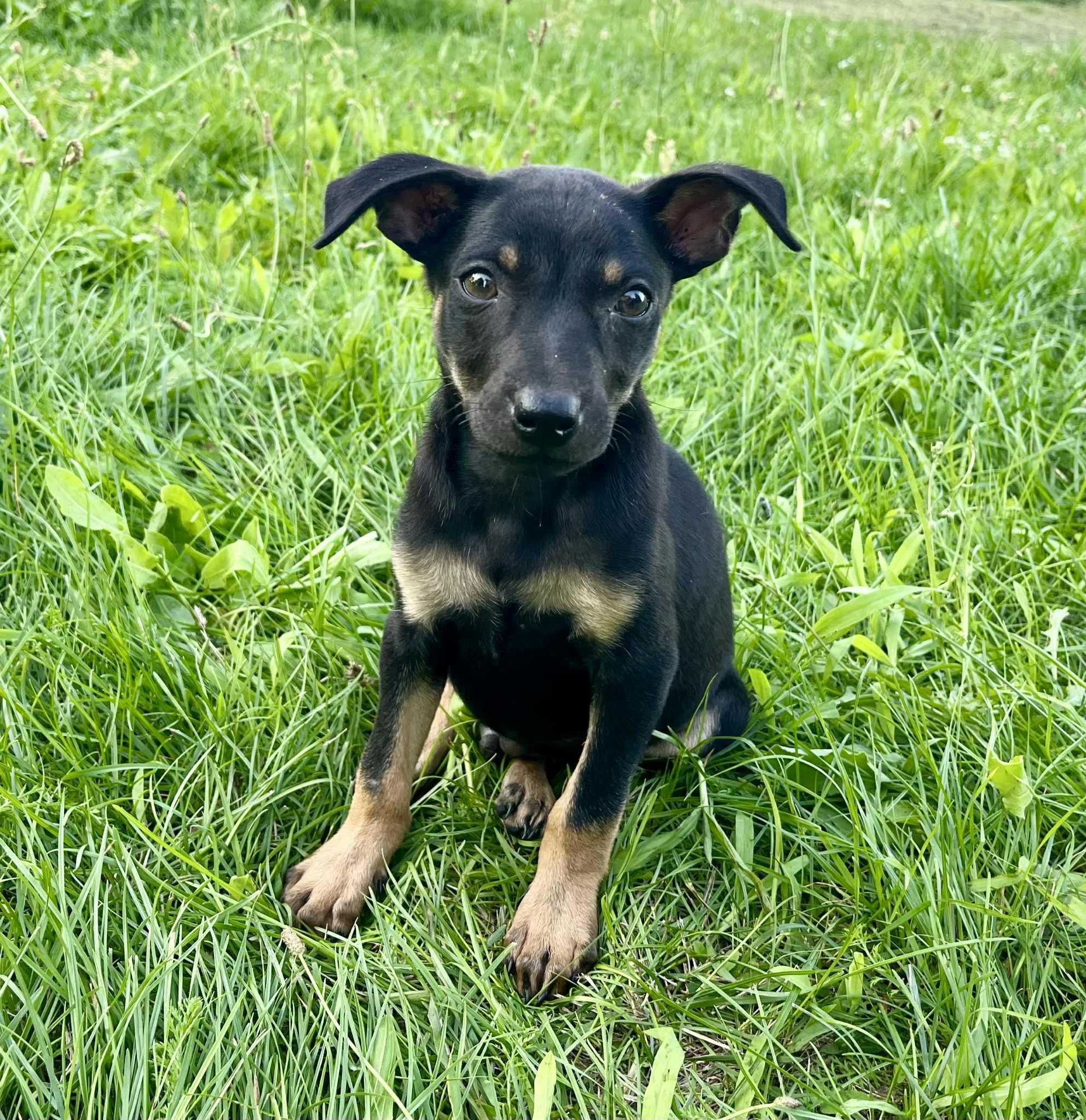 Samborek cudny szczeniak do adopcji