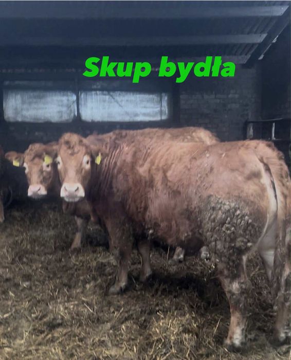 Byki krowy jałówki