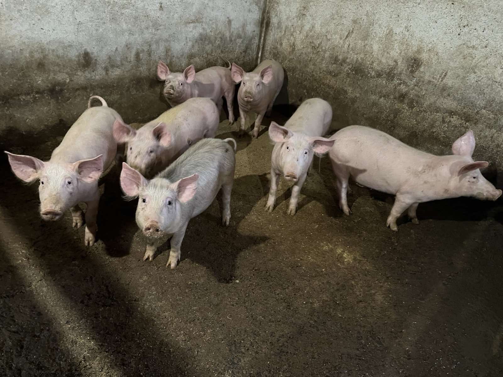 Продам підсвинки від 45+ кг