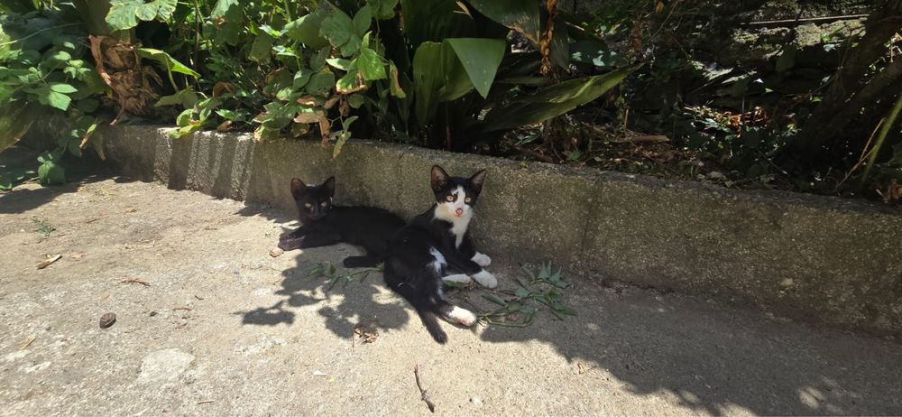 Gatos para adoção