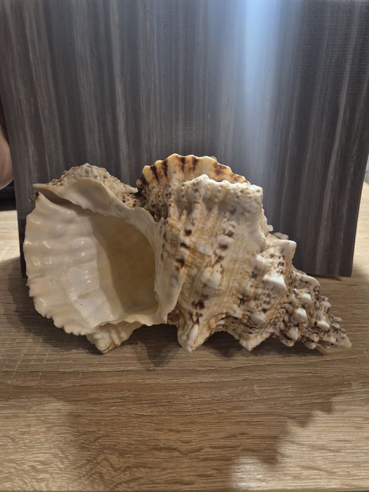 Продаю настоящую ракушку