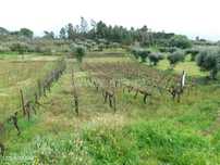 Terreno / Gouveia, Cativelos
