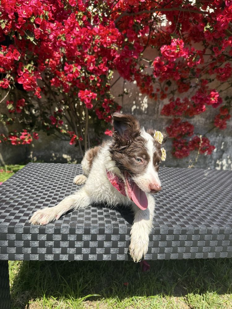 Border Collie Castanha