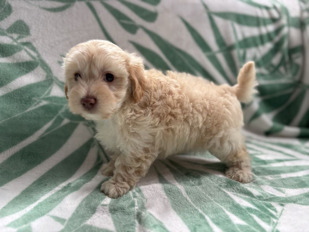 Piesek maltipoo f1 Figaro