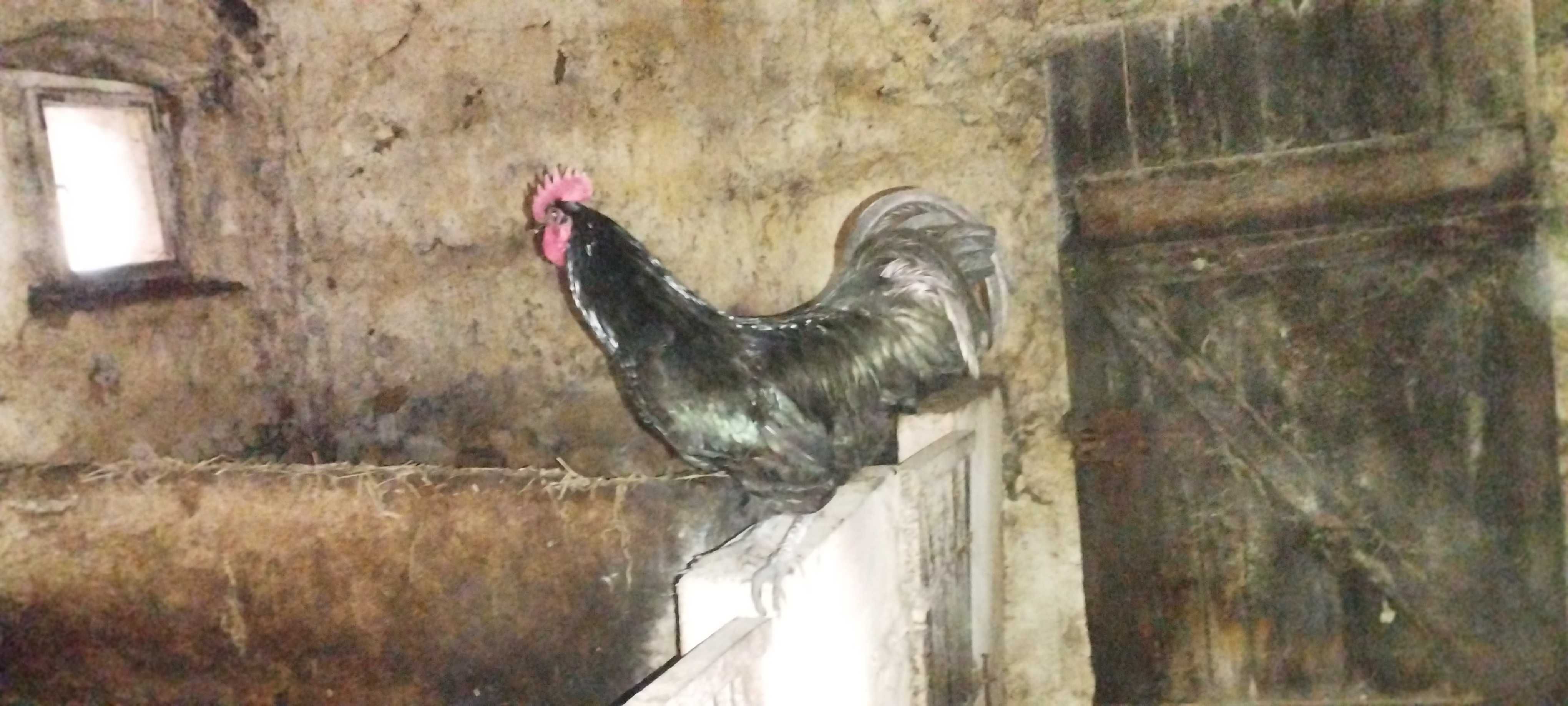 Australorp czarny jaja lęgowe