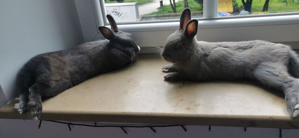 Króliki miniaturki cena za dwa