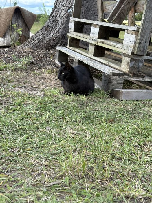 Czarna kotka szuka domu