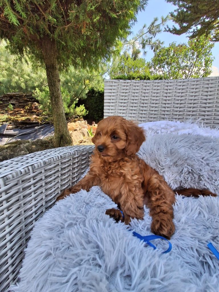 Śliczny Piesek Cavapoo