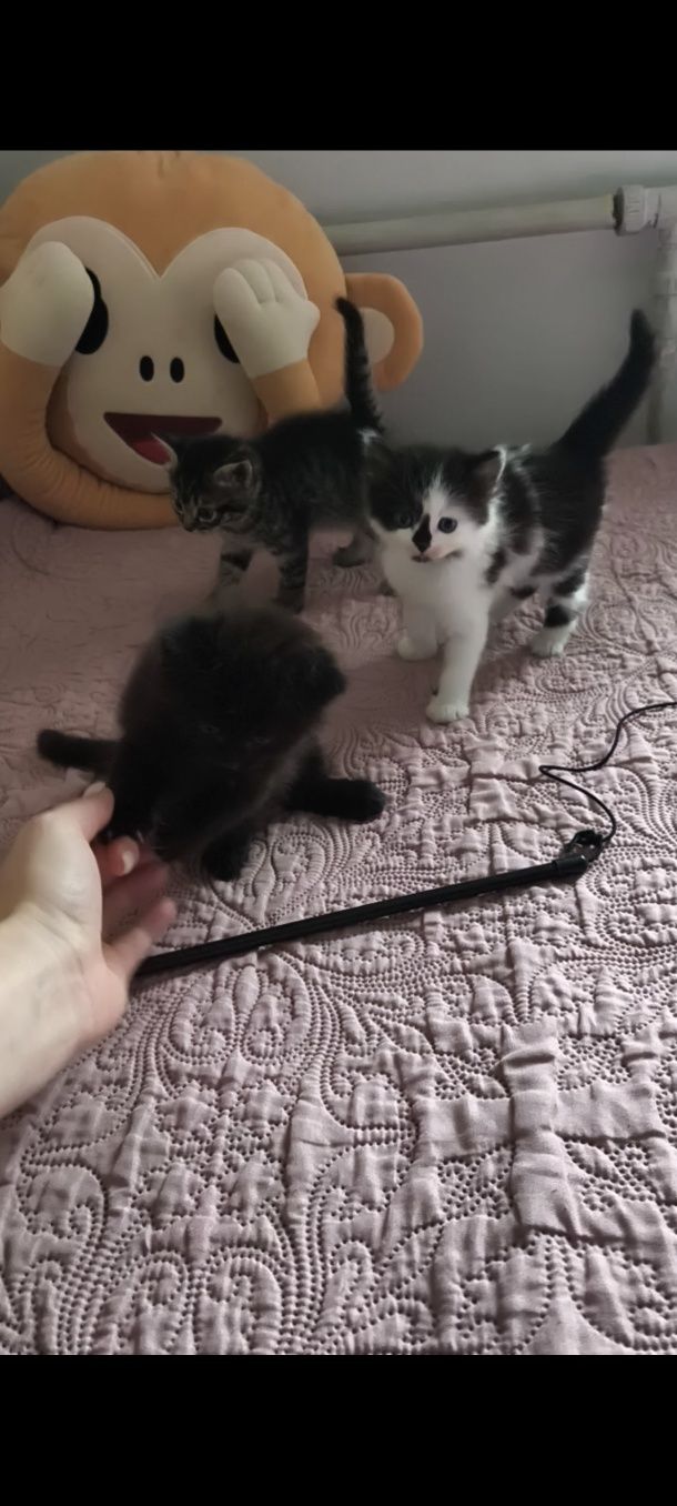 Кошенята 1,5 місяця