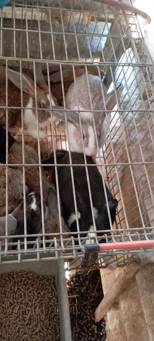 Coelhos para venda