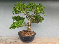 Bonsai wewnętrzny INDOOR Ligustr chiński