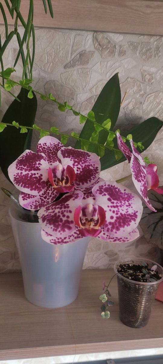 Орхідея  великоквіткова квітуча