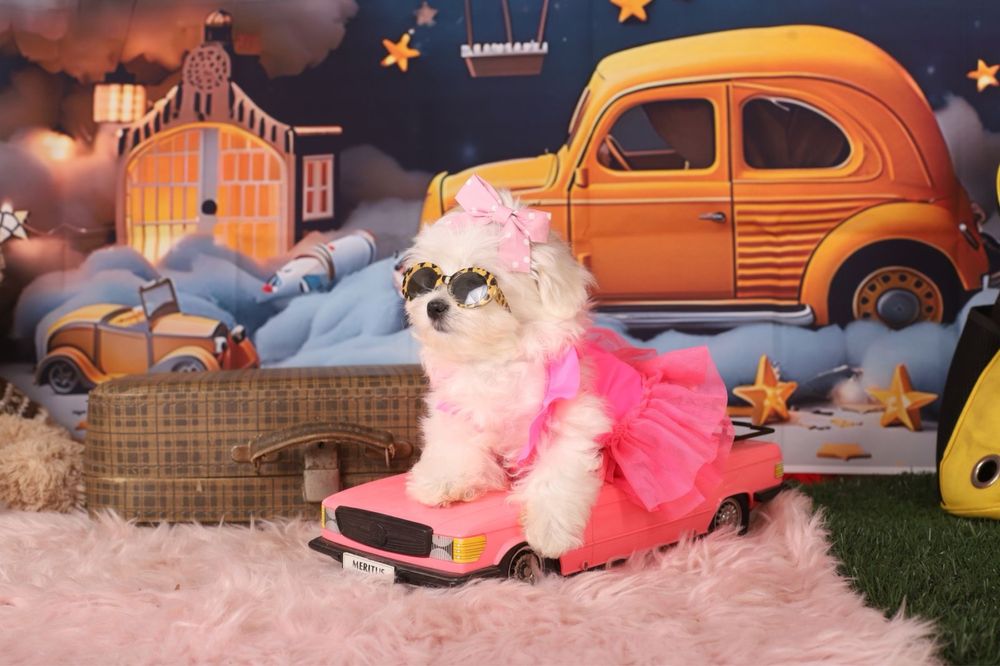 міні дівчинка мальтезе з документами