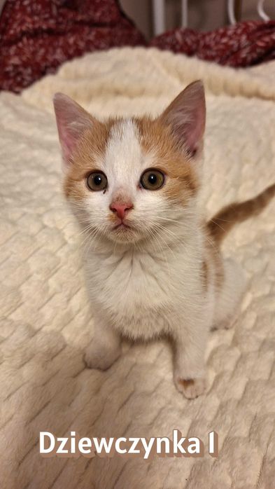 Oddam w dobre ręce 1 rudo-białego kotka za darmo - Dziewczynka :)